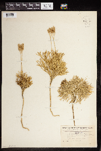 Diphasiastrum complanatum image