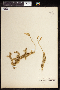 Diphasiastrum complanatum image