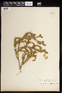 Diphasiastrum complanatum image