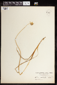 Allium canadense image
