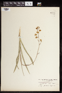 Zigadenus elegans image