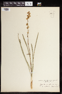 Zigadenus elegans image