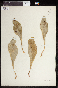 Sarracenia purpurea image