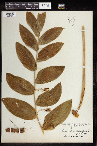 Polygonatum biflorum image