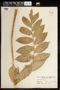 Polygonatum biflorum image