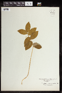 Polygonatum biflorum image
