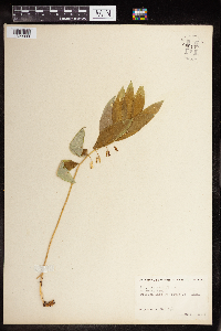 Polygonatum biflorum image