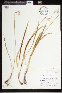 Media resource of Allium cernuum