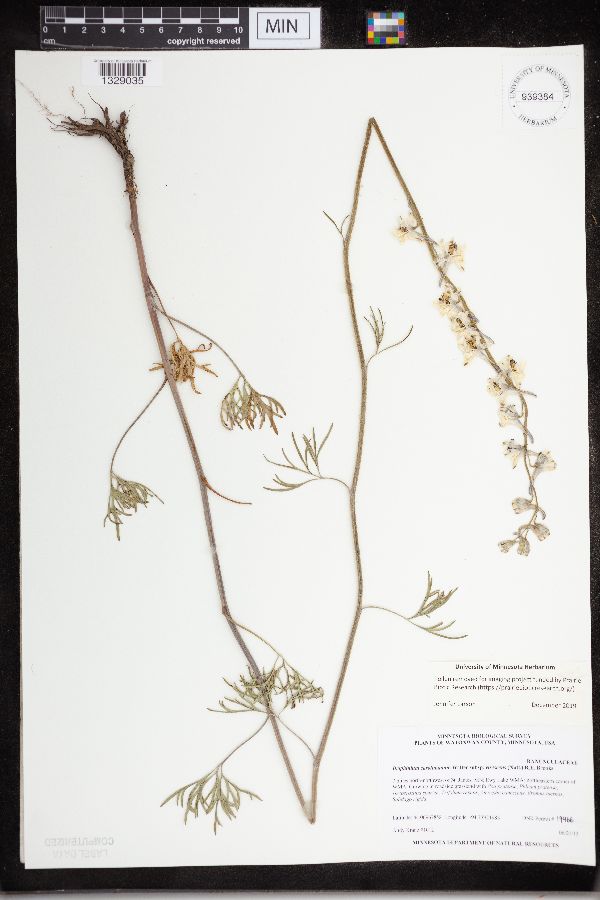 Delphinium carolinianum subsp. virescens image