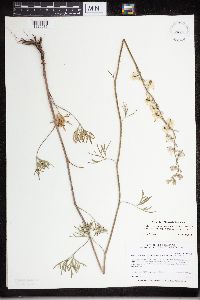 Delphinium carolinianum image