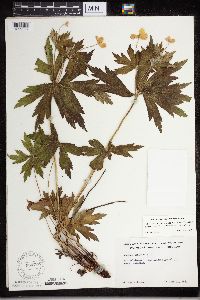 Anemone canadensis image