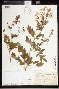 Thalictrum dasycarpum image