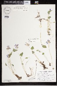 Media resource of Viola missouriensis