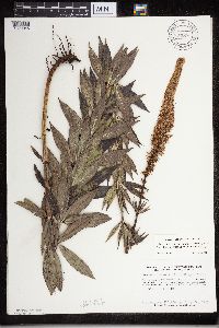 Veronicastrum virginicum image