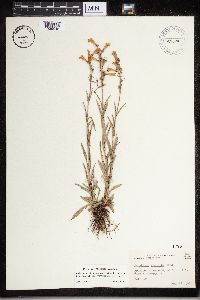 Penstemon gracilis image