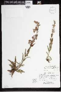 Penstemon albidus image