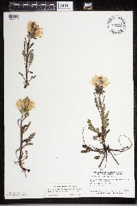 Pedicularis canadensis image
