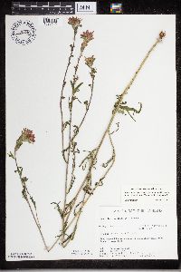 Castilleja coccinea image