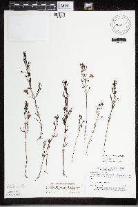 Agalinis tenuifolia image