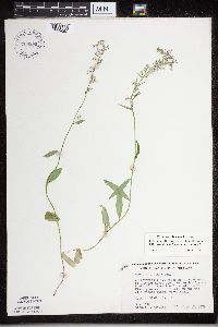 Lobelia spicata image