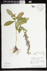 Lobelia siphilitica image