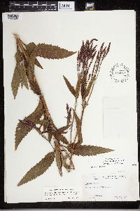 Verbena hastata image