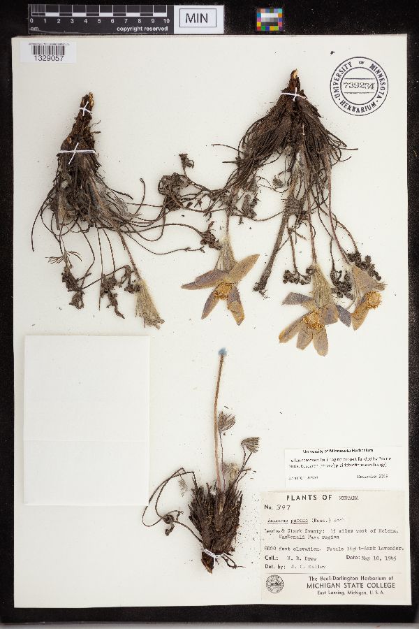 Anemone patens image