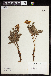 Dicentra formosa image