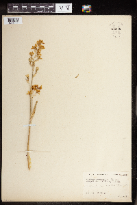 Camassia scilloides image