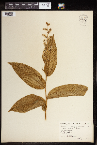 Maianthemum racemosum image
