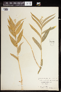 Maianthemum stellatum image