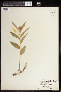 Maianthemum stellatum image