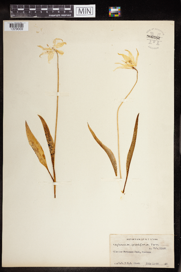 Erythronium grandiflorum image