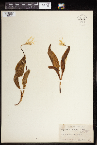 Erythronium grandiflorum image