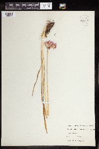 Media resource of Allium brevistylum