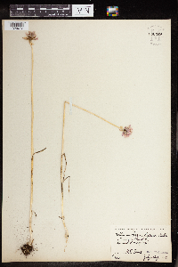 Allium brevistylum image