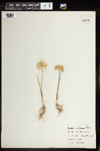 Media resource of Allium drummondii