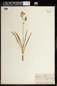 Zigadenus elegans image