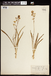 Zigadenus elegans image