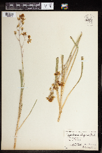 Zigadenus elegans image