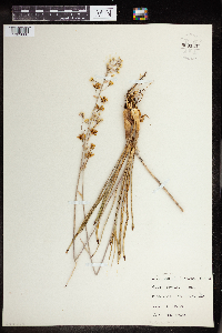 Zigadenus elegans image