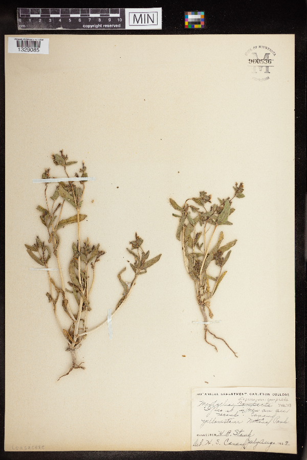 Mentzelia dispersa var. compacta image