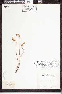 Aphyllon fasciculatum image