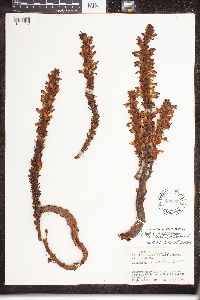 Image of Aphyllon arizonicum