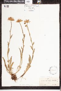 thumbnail image of current specimen