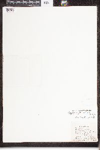 Aphyllon uniflorum image