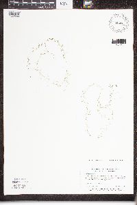 Utricularia minor image