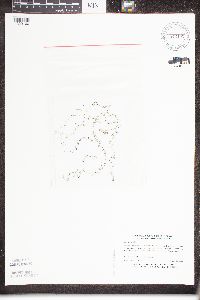 Utricularia minor image