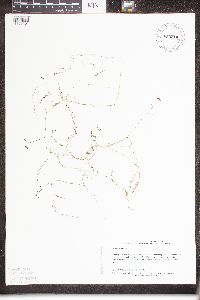 Utricularia minor image