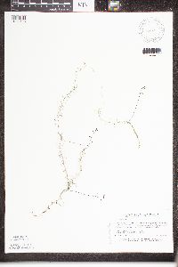 Utricularia minor image